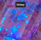 Whisper Worm -12 Pack