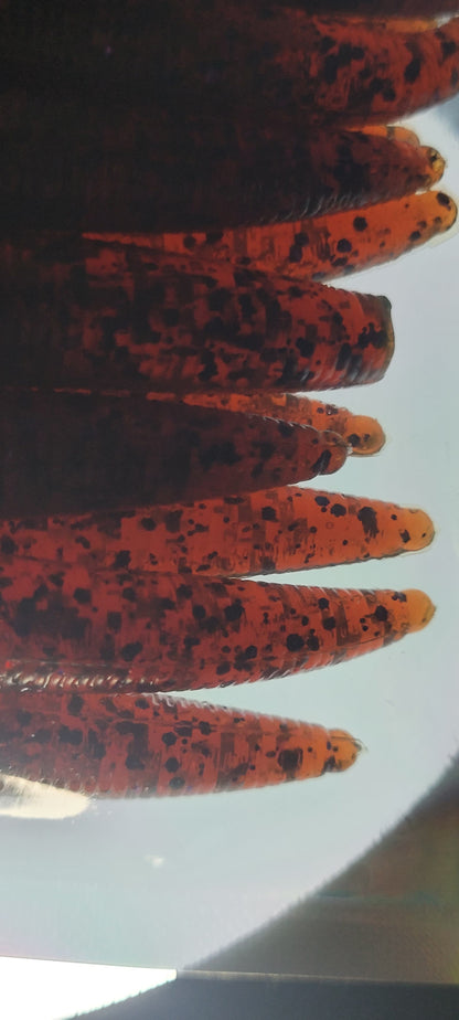 LE Bulk 5" Boomsticks